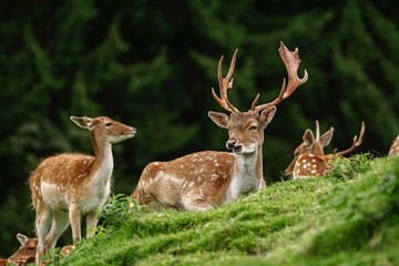 Naklejka na ściany i meble Deers near the Forest