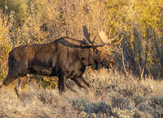 Bull Shiras Moose in Grand teton National Park Wyoming in Autumn
