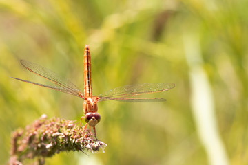 Image of dragonfly perched on the grass top in the nature.