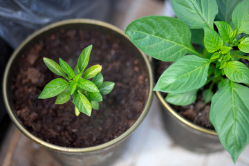 green sprout in the ground