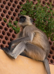Grey langur at Amer fort, Jaipur