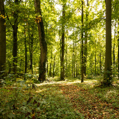Fototapeta na wymiar autumn light in the forest