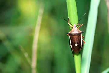 Assassin bugs ,Orange and black (Rhinocoris annulatus)on green leavesIn nature.