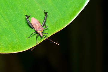 Assassin bugs ,Orange and black (Rhinocoris annulatus)on green leavesIn nature.