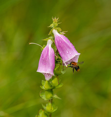 bumblebee flying around foxglove flowers