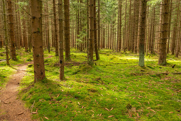 Fototapeta premium path in the forest