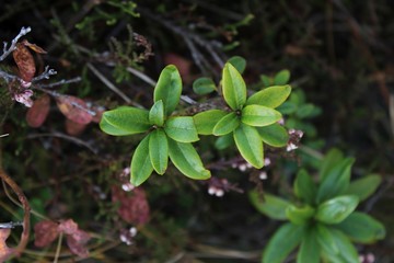 Impressionen des Kurzurlaubes in Österreich, Liechtenstein und der Schweiz