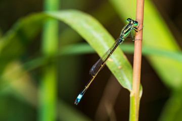Image of dragonfly perched on the grass top in the nature.