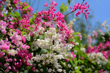 Obraz premium Colorful flowers and green leaves in nature.Colorful flowers in nature. flowers in the garden Blooming in the Formal Garden. Park. Beautiful Garden.
