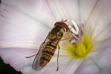makro leśne owady © _maciej_