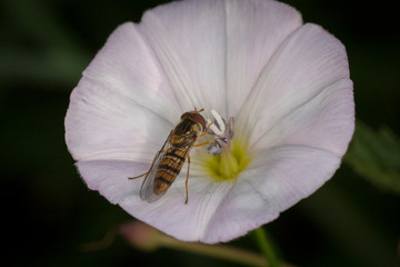 makro leśne owady