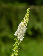 bunch of white foxglove blossoms © Petr