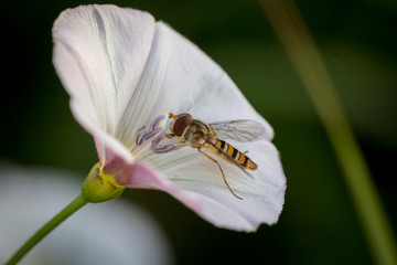 makro leśne owady © _maciej_