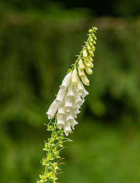 Bunch Of White Foxglove Blossoms