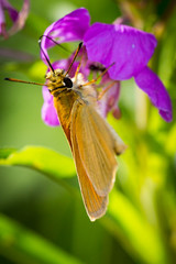 makro leśne owady © _maciej_