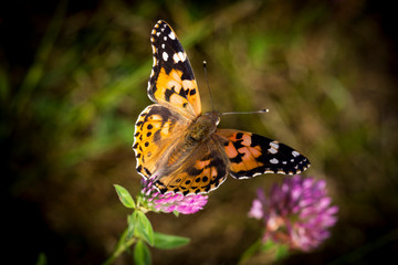 makro leśne owady © _maciej_