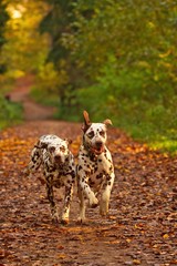 Zwei Dalmatiner Hunde rennen im Herbst durch Laub in einem Wald, rennende Hunde im Herbst