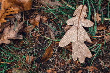 Fallen autumn brown oak leaves with water drops on it.
