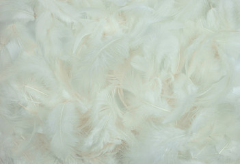 White feathers background