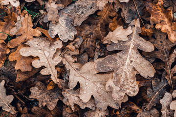 Fallen autumn brown oak leaves with water drops on it.