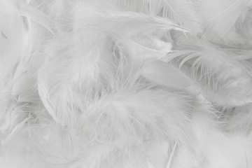 Soft white feathers background