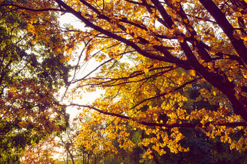 Autumn oak leaves are on sky background