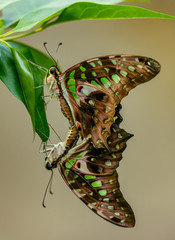 Image of mating butterflies printed on Printed Glass Splashbacks
