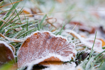 Herbstblatt mit Frost