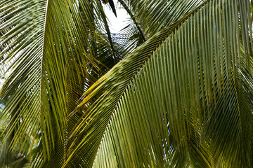 Naklejka premium Palm tree forest in Tayrona Natural National Park, Colombia