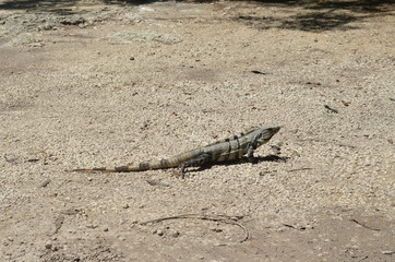 Iguana al sol