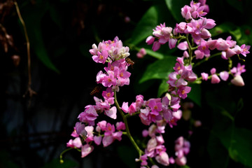 Colorful flowers and green leaves in nature.Colorful flowers in nature. flowers in the garden Blooming in the Formal Garden. Park. Beautiful Garden.