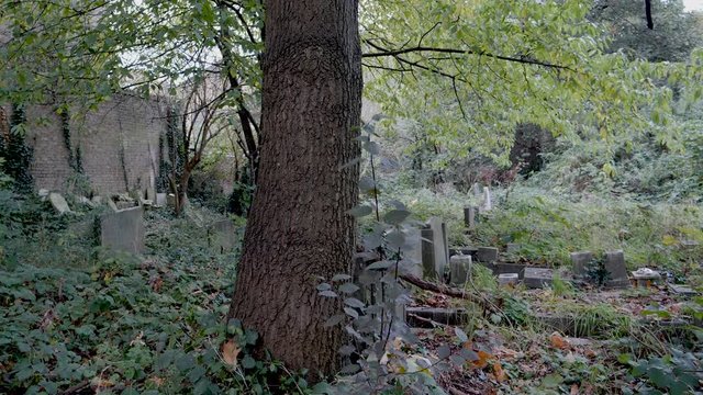 Old Graveyard, overgrown spooky cemetery 