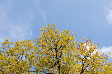 Fototapeta premium Krone einer Rotbuche im Herbst