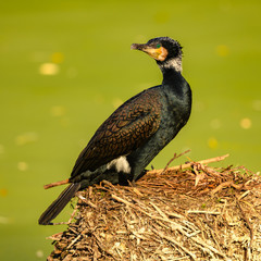 cormorant on the nest sunbathing