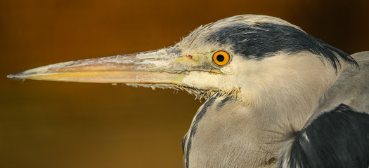 portrait of a blue heron