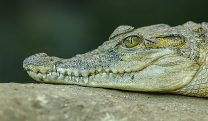 close up of a crocodile
