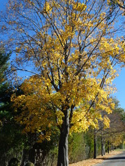 bright yellow maple leaves on partially barren tree branches in fall