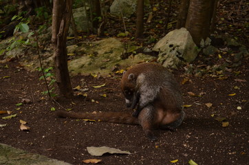 Coatí