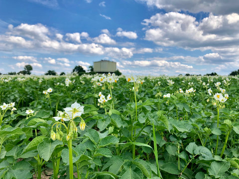 field of potatoflowers and blue sky