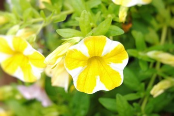 yellow flower in garden