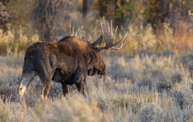Naklejka na ściany i meble Bull Shiras Moose in Grand teton National Park Wyoming in Autumn
