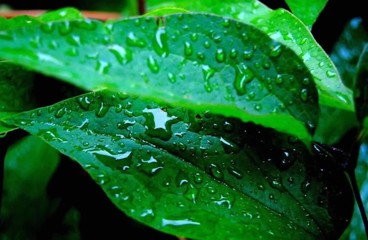 water drops on green leaf