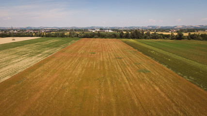 Drone aerial view of an organic wheat field