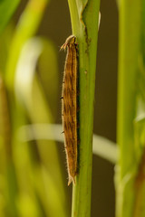 long butterfly caterpillar with small spikes
