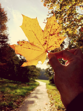 maple leaves in autumn