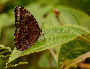 Fototapeta na wymiar closed eyed butterfly on a leaf