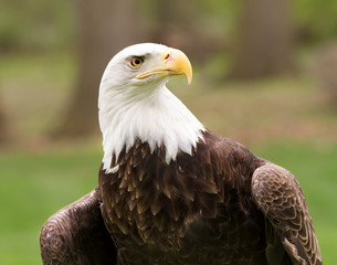 American Bald Eagle Head and Shoulders