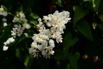 Colorful flowers and green leaves in nature.Colorful flowers in nature. flowers in the garden Blooming in the Formal Garden. Park. Beautiful Garden.