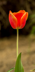 Fototapeta premium red tulip isolated