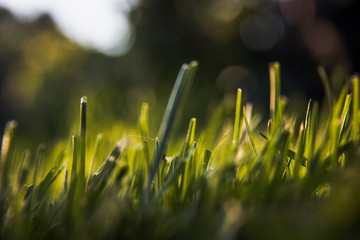 Green grass in the rays of the rising sun